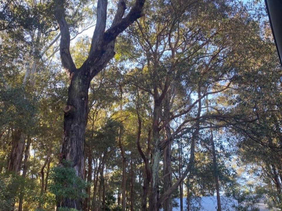 Mature trees in a West Midlands parkland setting due for routine re-inspection