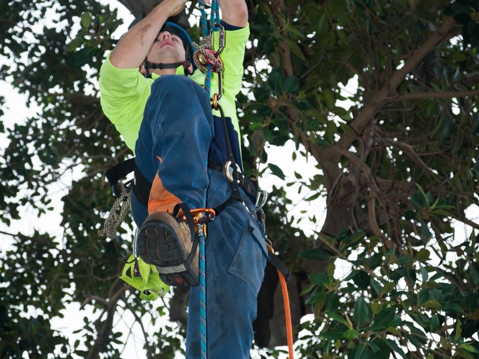 Qualified arborist working in a mature tree during an Enviro Trees UK survey in West Midlands